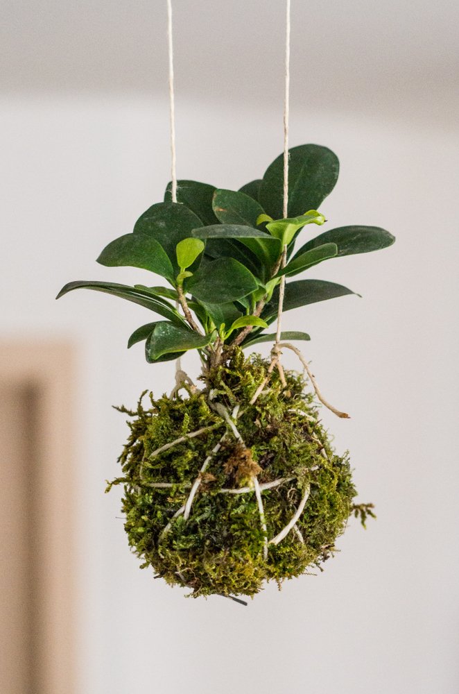 Kokedama